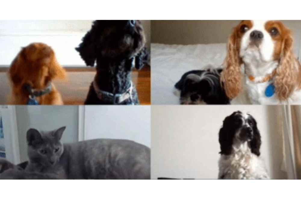 The Tyler Wren pets share a 4-way Zoom call, displaying excellent etiquette for online meetings!