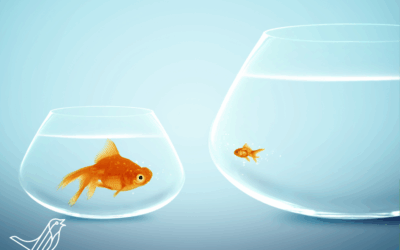 The Pros and Cons of Working in a Full Service Firm vs Small Firm in New Zealand